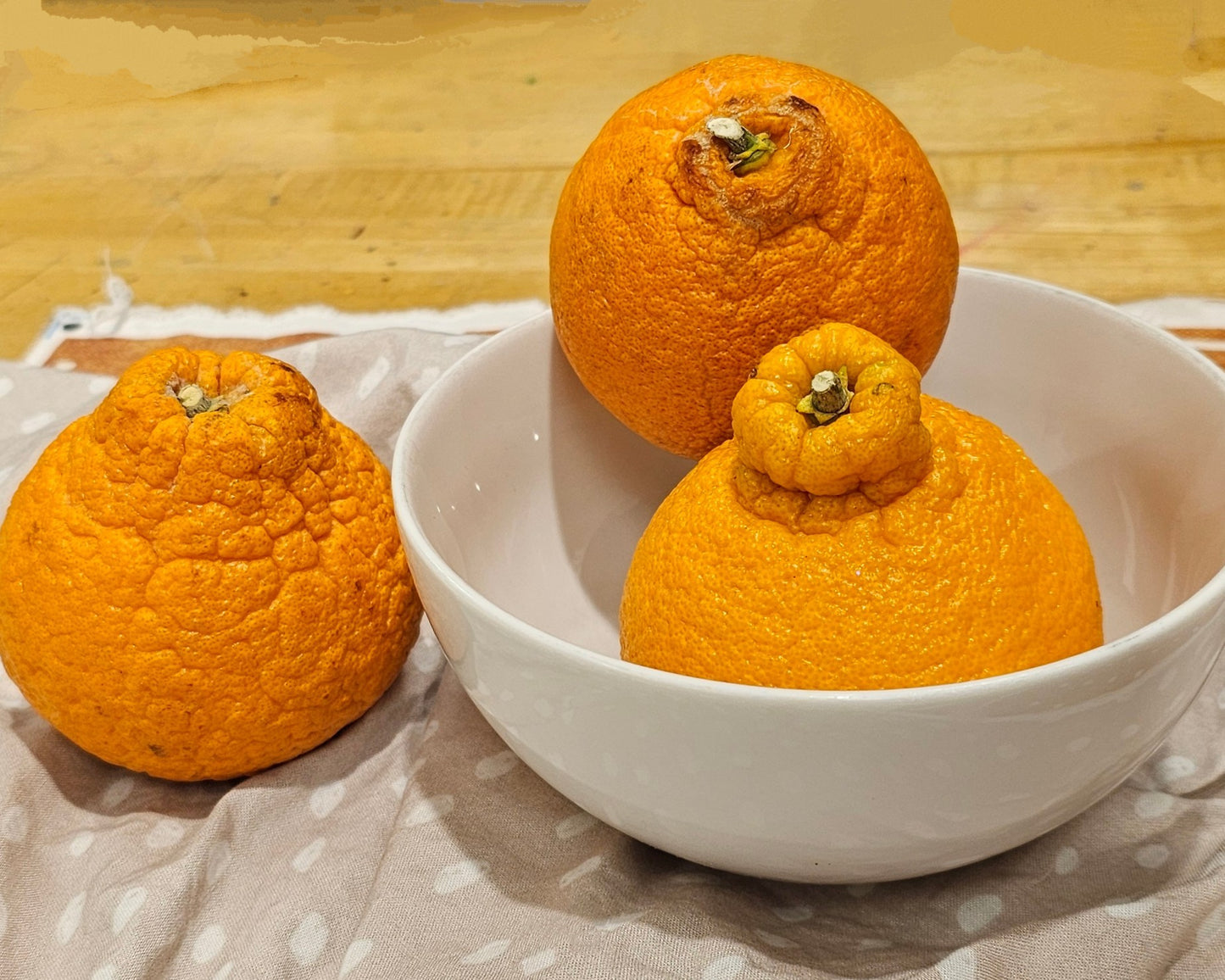 Bumpy - Original 8x10in Oil Painting on Canvas